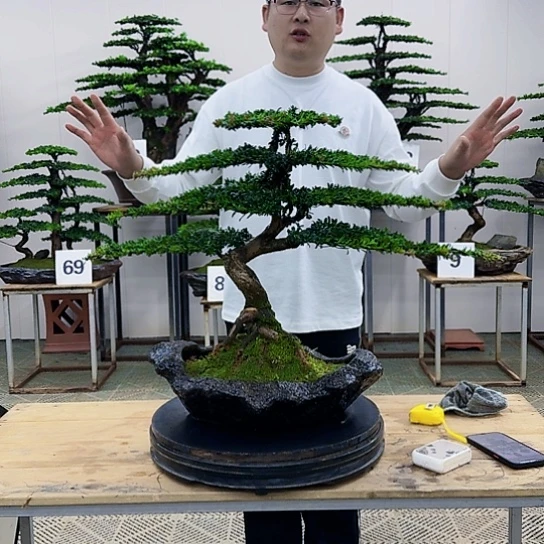 盆景罗汉松造型盆景