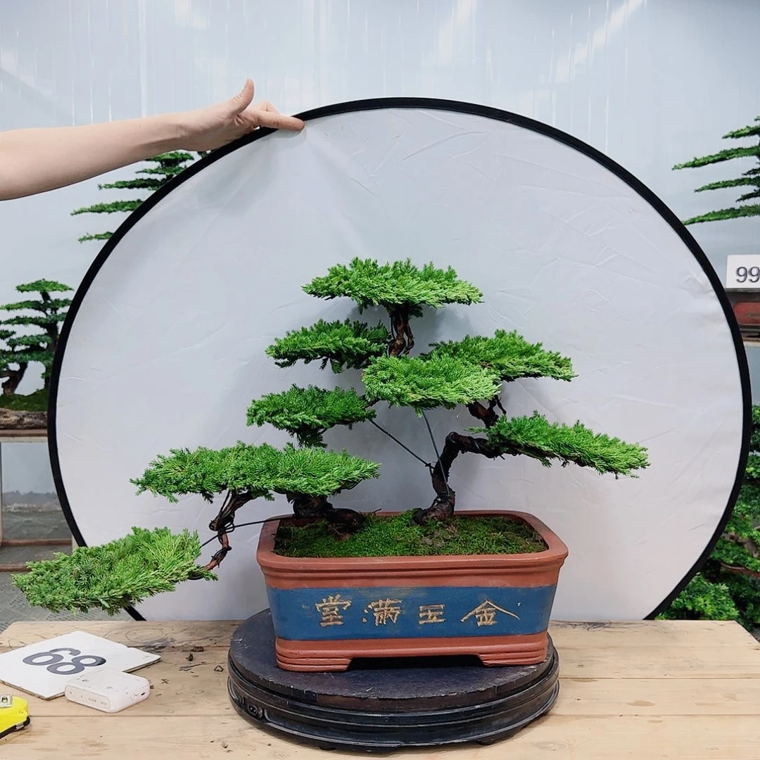 盆景柏树造型盆景