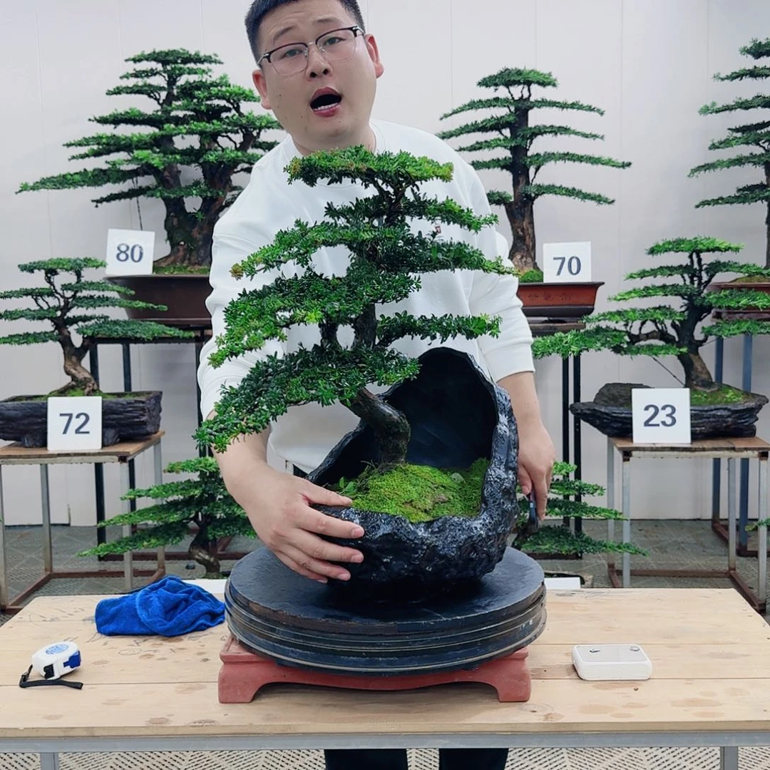 盆景罗汉松造型盆景