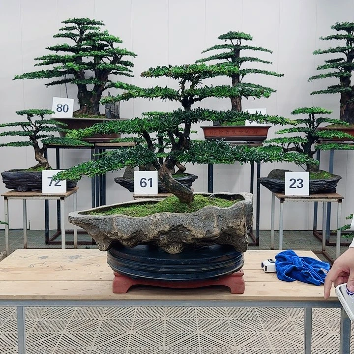 盆景罗汉松造型盆景