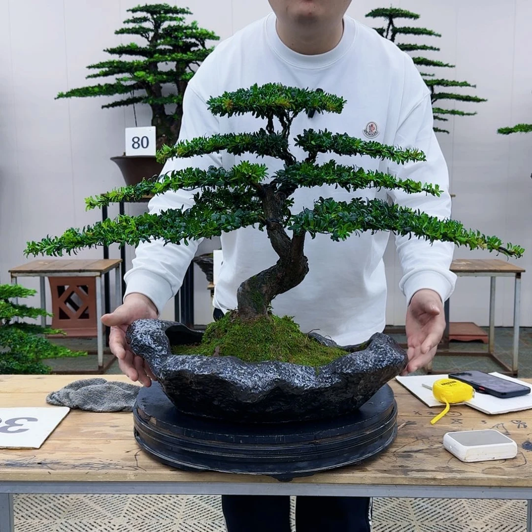 盆景罗汉松造型盆景