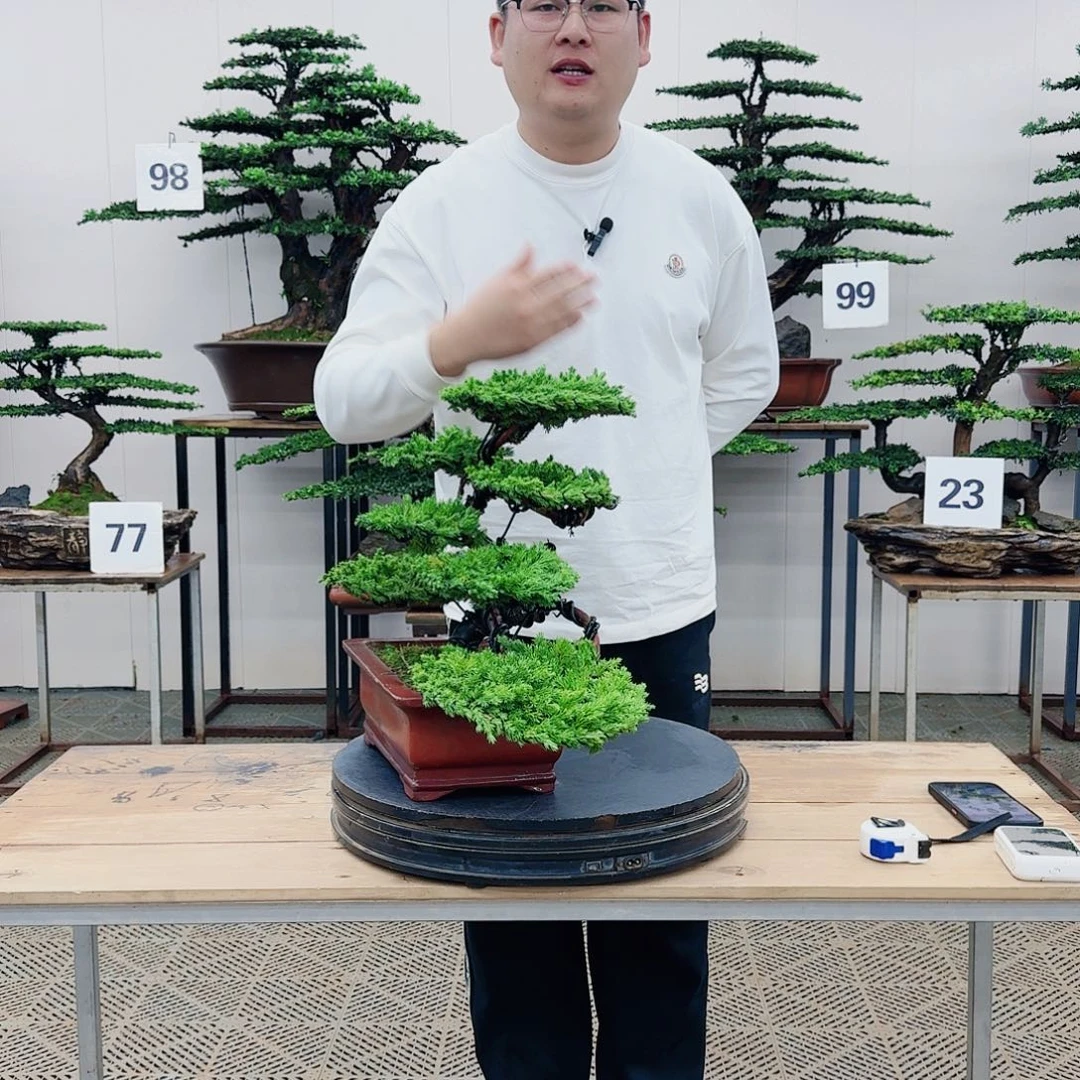 盆景柏树造型盆景