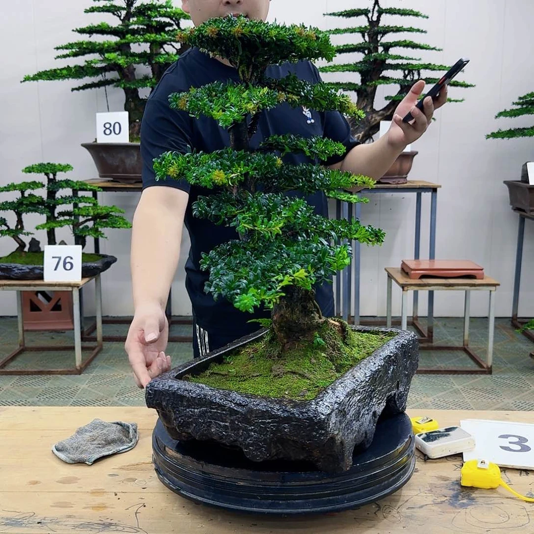 盆景罗汉松造型盆景
