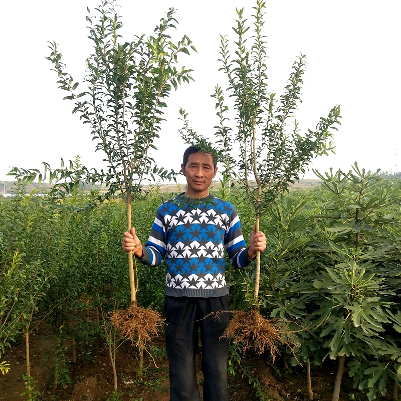 【品种苗】红宝石黑软籽南北方种植阳台庭院盆地栽花园植物买一送一