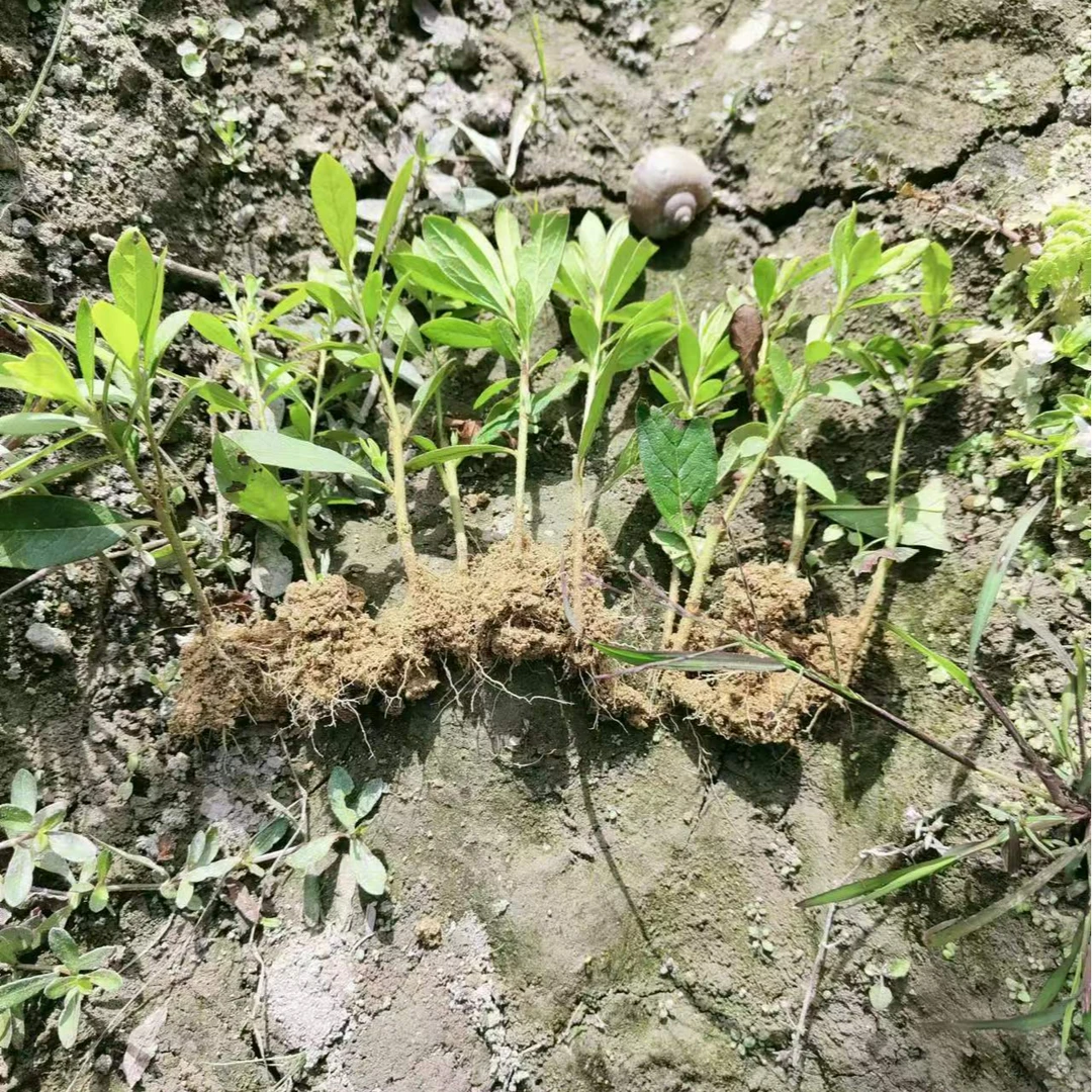 毛杜鹃小苗量大优惠可批发地苗穴盘苗室内外阳台易种好养活绿化苗