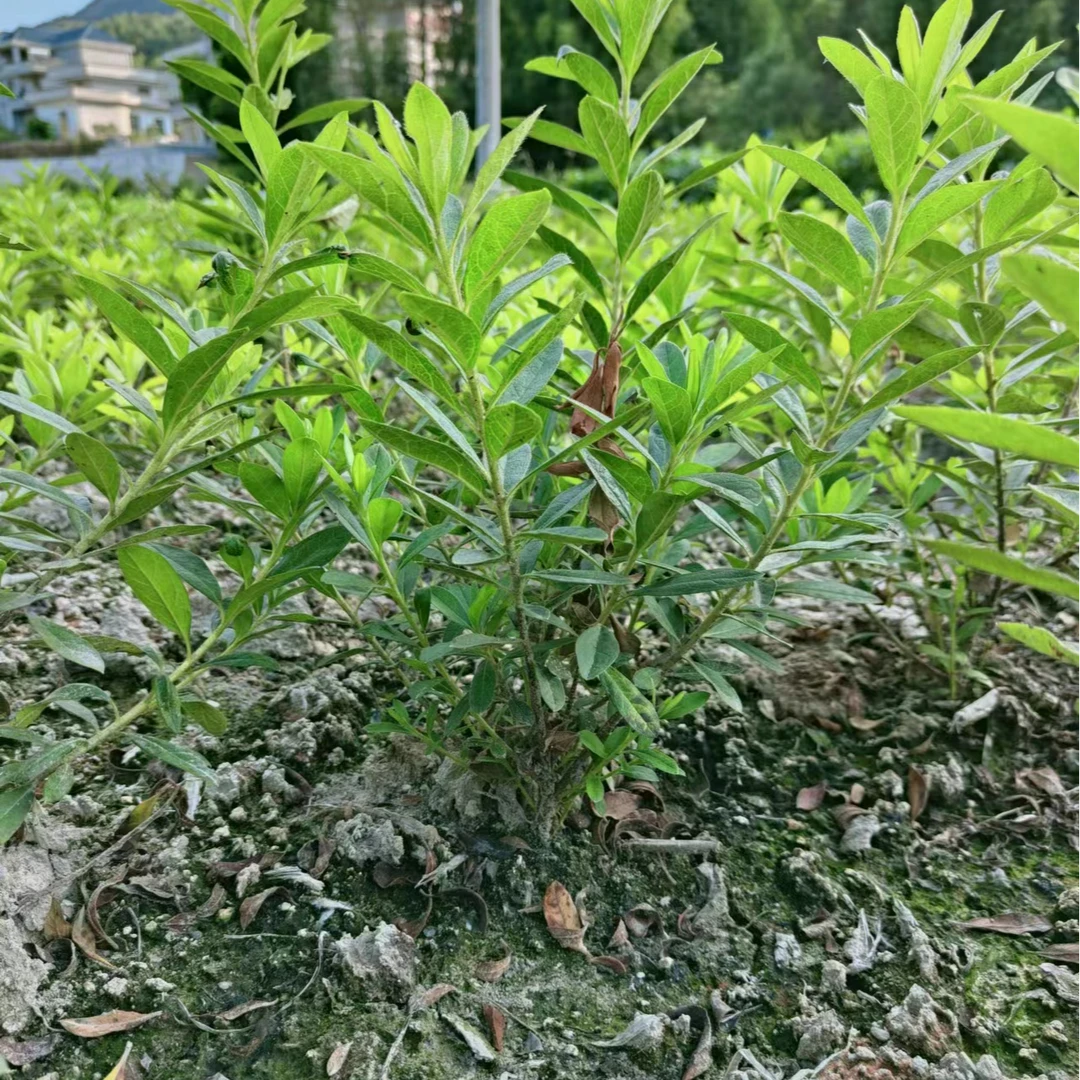 毛杜鹃绿植地苗小球园林绿化室内外阳台盆栽庭院花园苗圃好养活