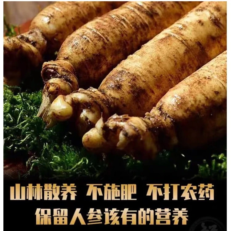 自家山地纯散养人参