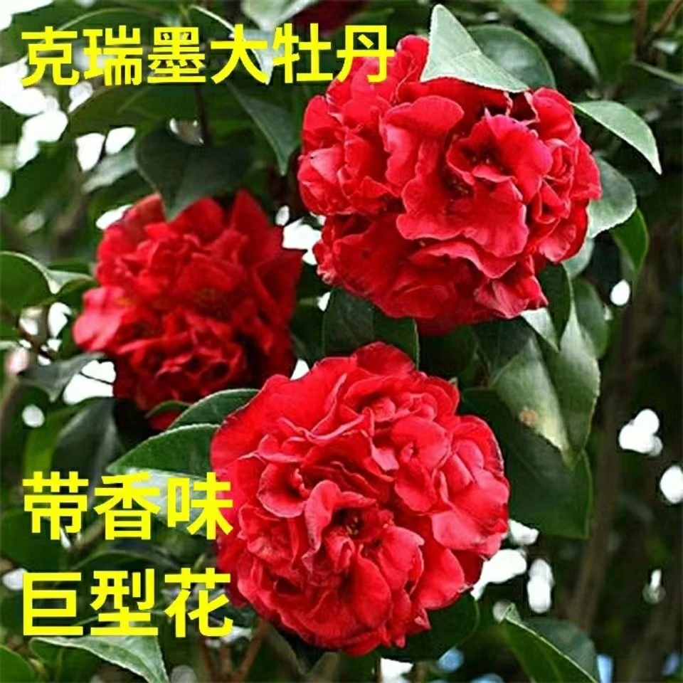 克瑞墨大牡丹山茶花树苗巨型花朵耐寒不懂年宵花南北方种植好养