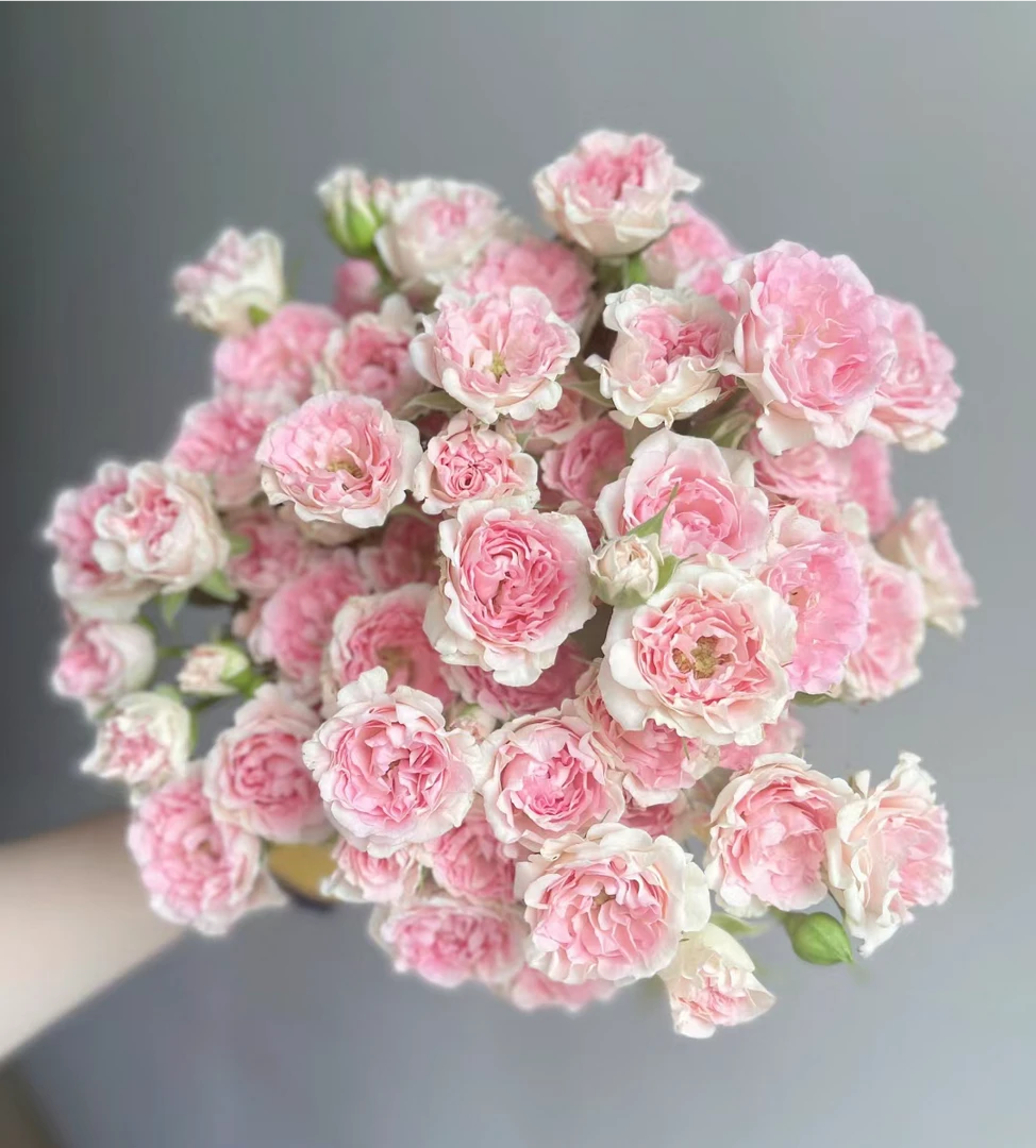 鲜花【粉色LUV泡泡10枝】