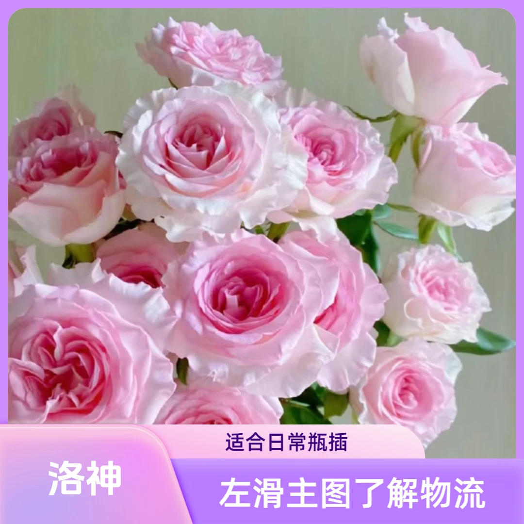 【洛神玫瑰20枝】一单中通不售后，鲜花两单包邮发顺丰冷链