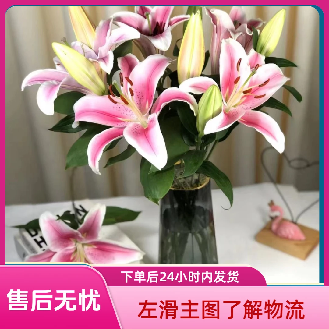 【花屿精选】多头索尔邦 粉色香水百合 左滑主图了解物流售后详情