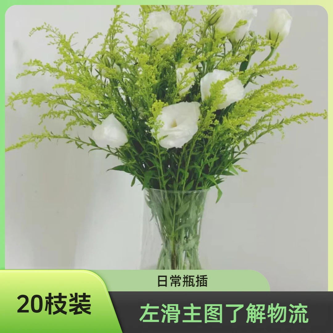 【花屿精选】 黄莺草  请 左滑主图了解物流售后规则