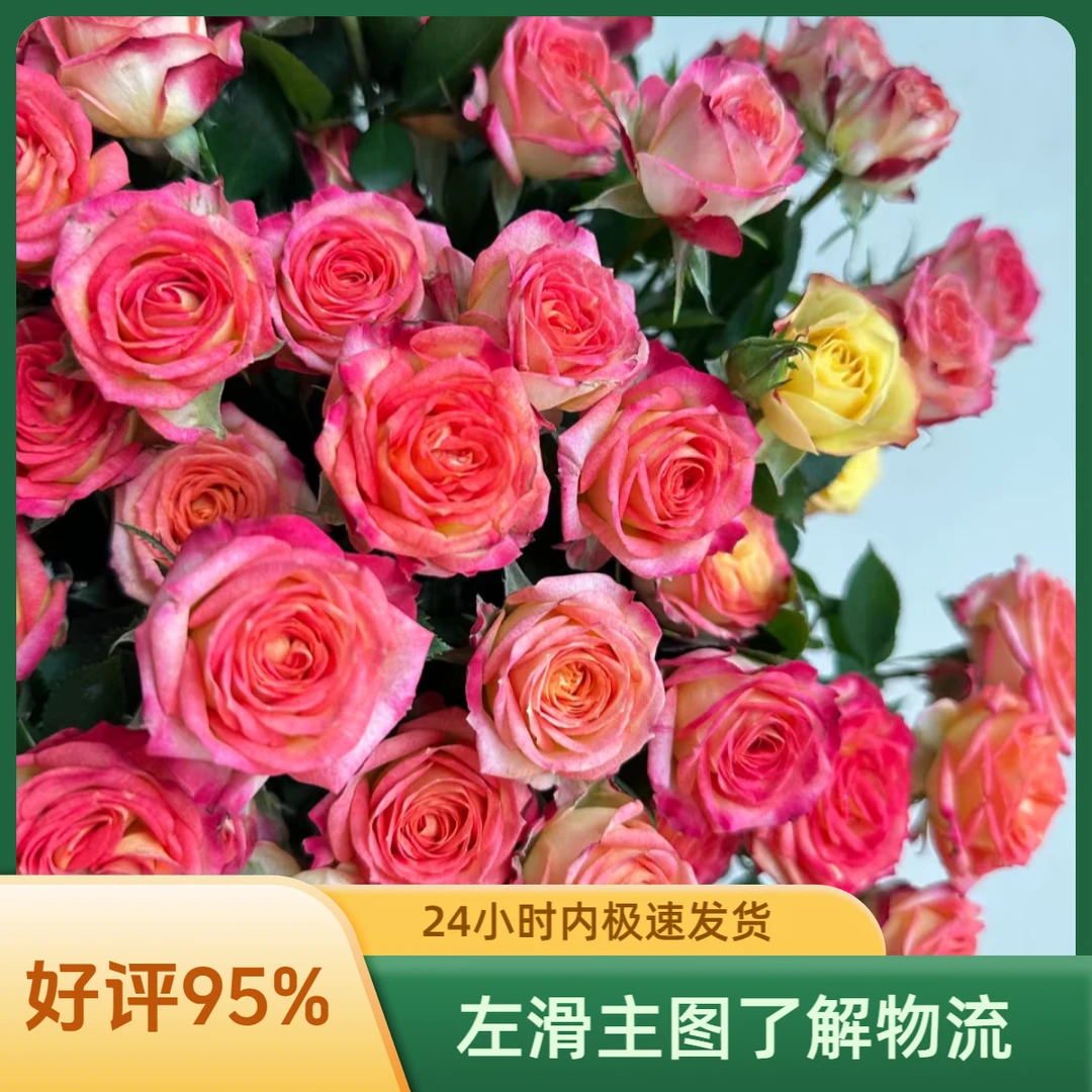 鲜花【爱丽丝泡泡10枝】