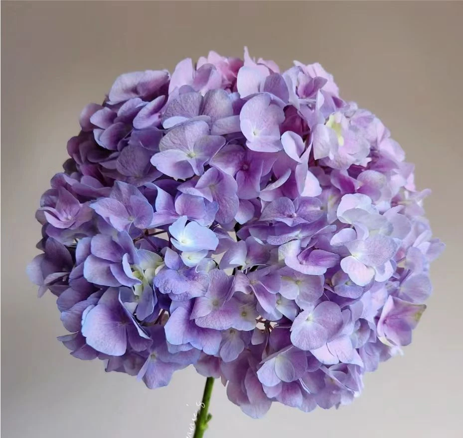 【粉紫绣球1枝】任意鲜花满两单顺丰冷链包邮一单中通不售后