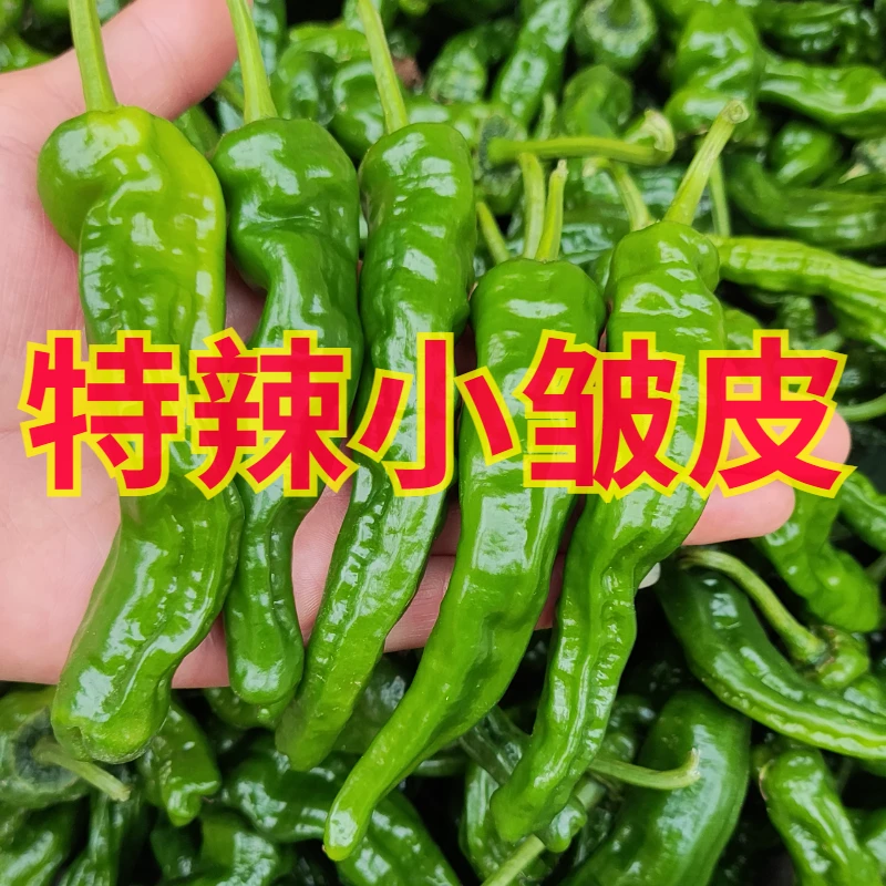 特辣小皱皮辣椒新鲜青辣椒薄皮辣椒3斤5斤装薄皮新鲜辣椒非螺丝椒