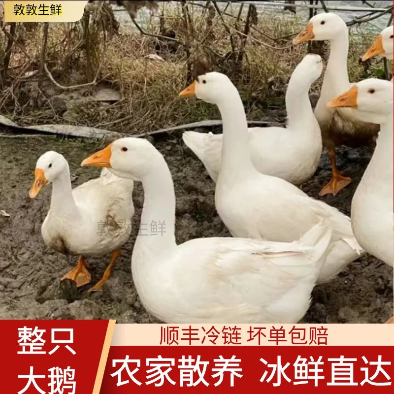 5只新鲜大鹅整只白条鹅农家散养鹅批发青年仔鹅铁锅炖大鹅卤炖1只