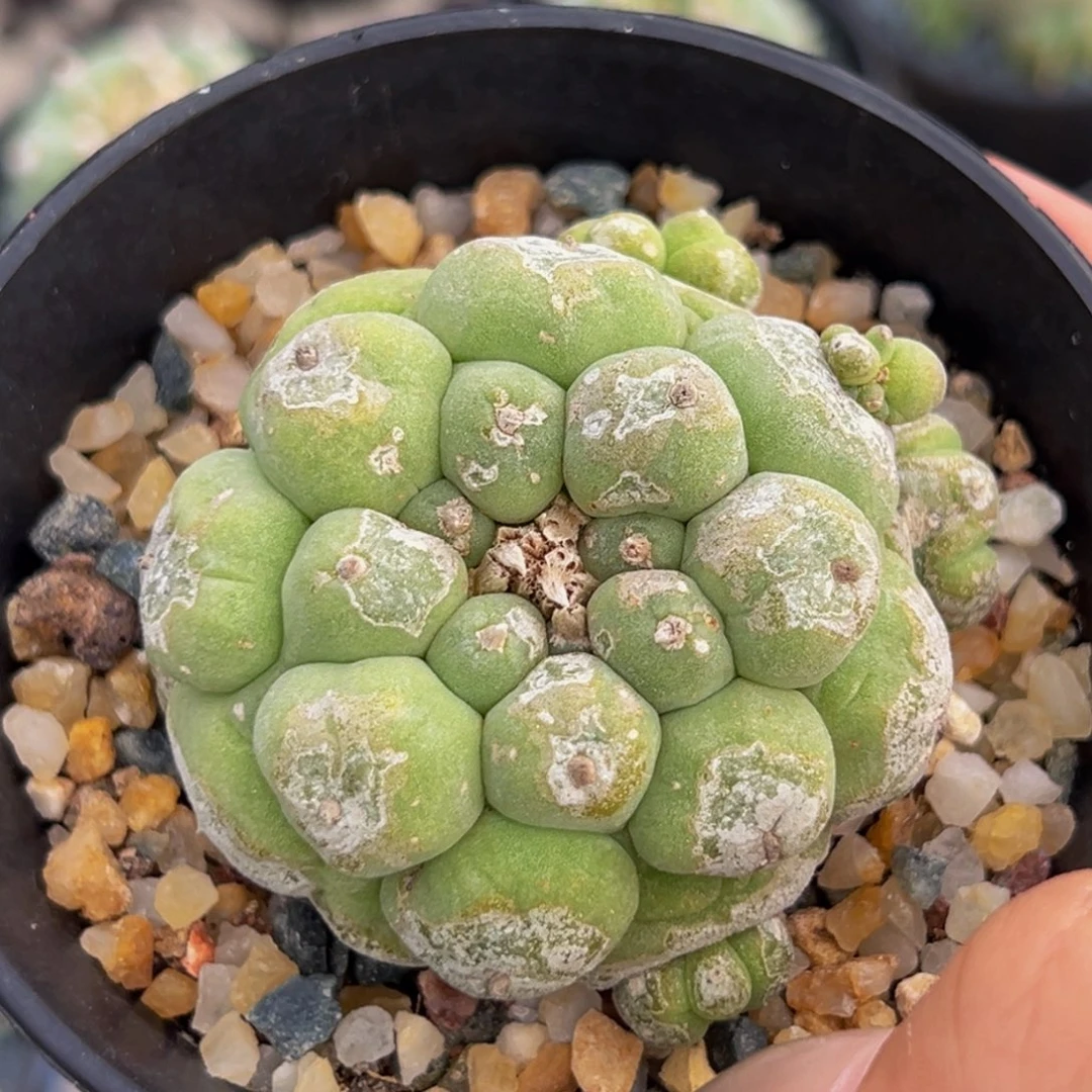 古田呗一号字根带盆。