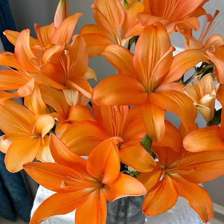 橙色梦想百合花橙色亚百合云南百合鲜花批发