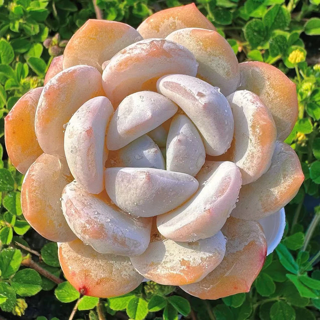 慢悠花房雪梦精品多肉办公室阳台绿植园艺盆栽花卉庭院多肉