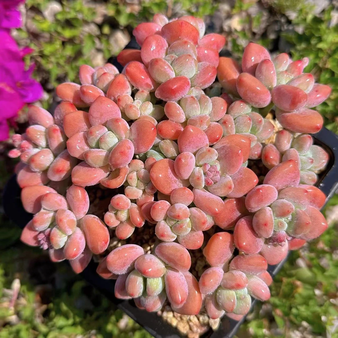 慢悠花房大群生洛神阳台绿植园艺盆栽花卉庭院多肉植物