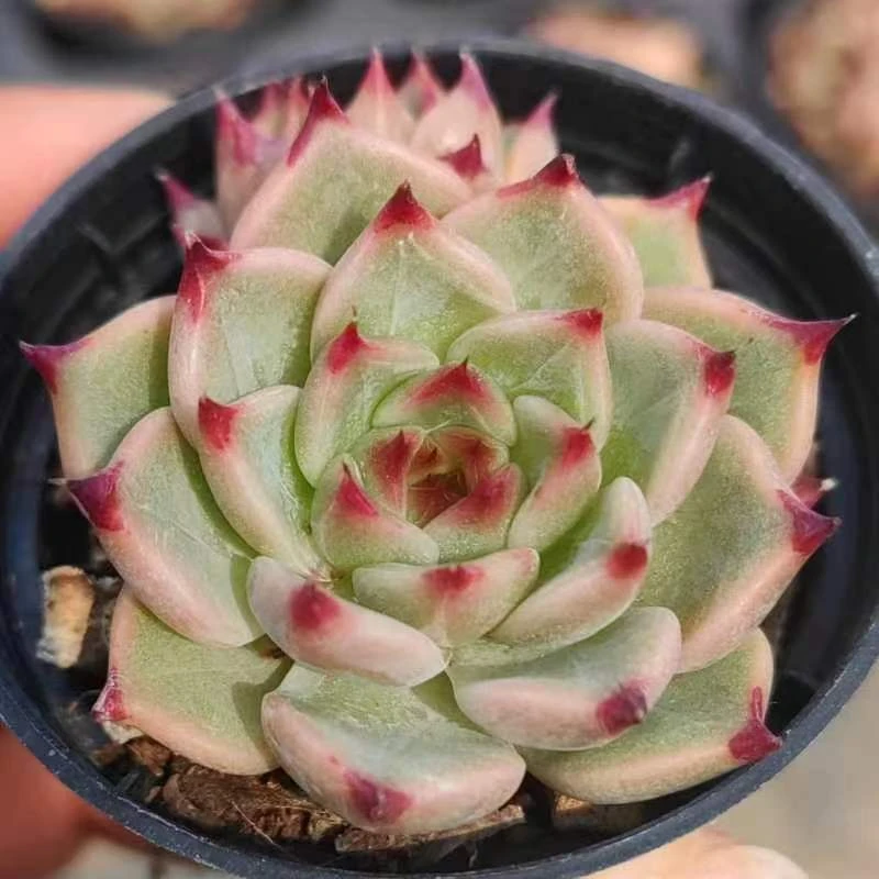 慢悠花房青竹精品多肉办公室阳台绿植园艺盆栽花卉庭院多肉植物