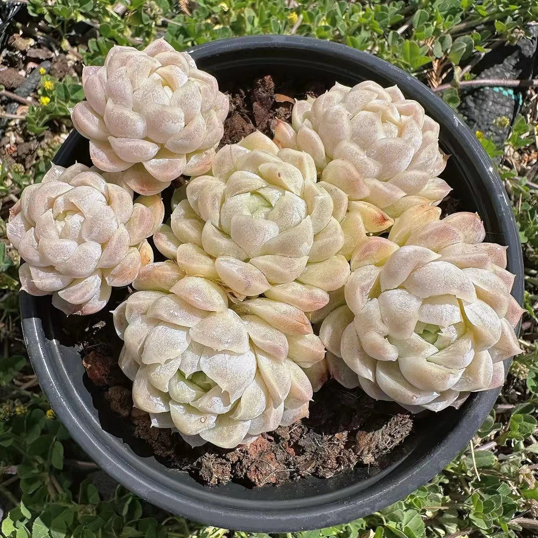慢悠花房白月影办公室绿植园艺盆栽花卉庭院多肉植物