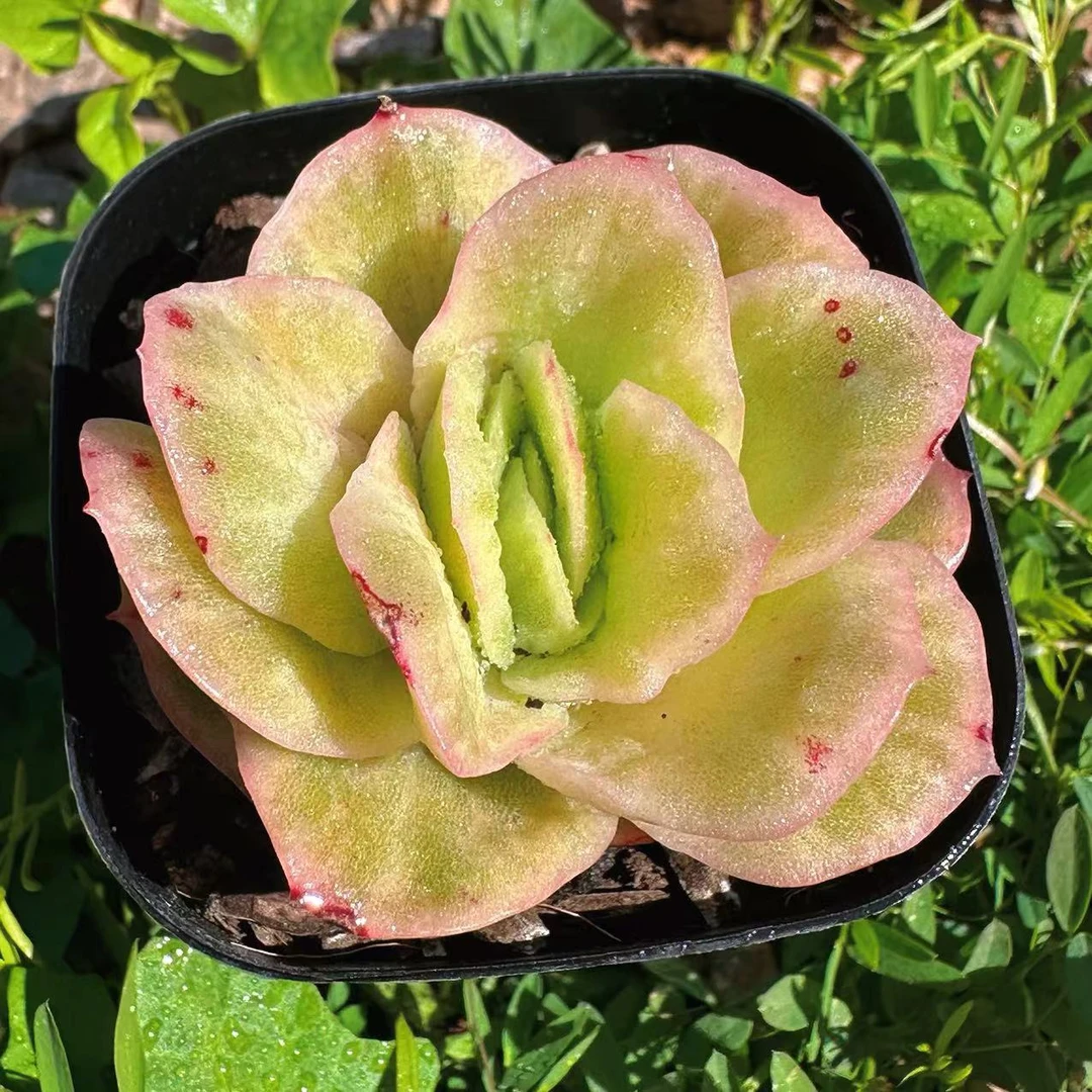 慢悠花房 冰玫瑰 阳台绿植园艺盆栽花卉庭院多肉植物
