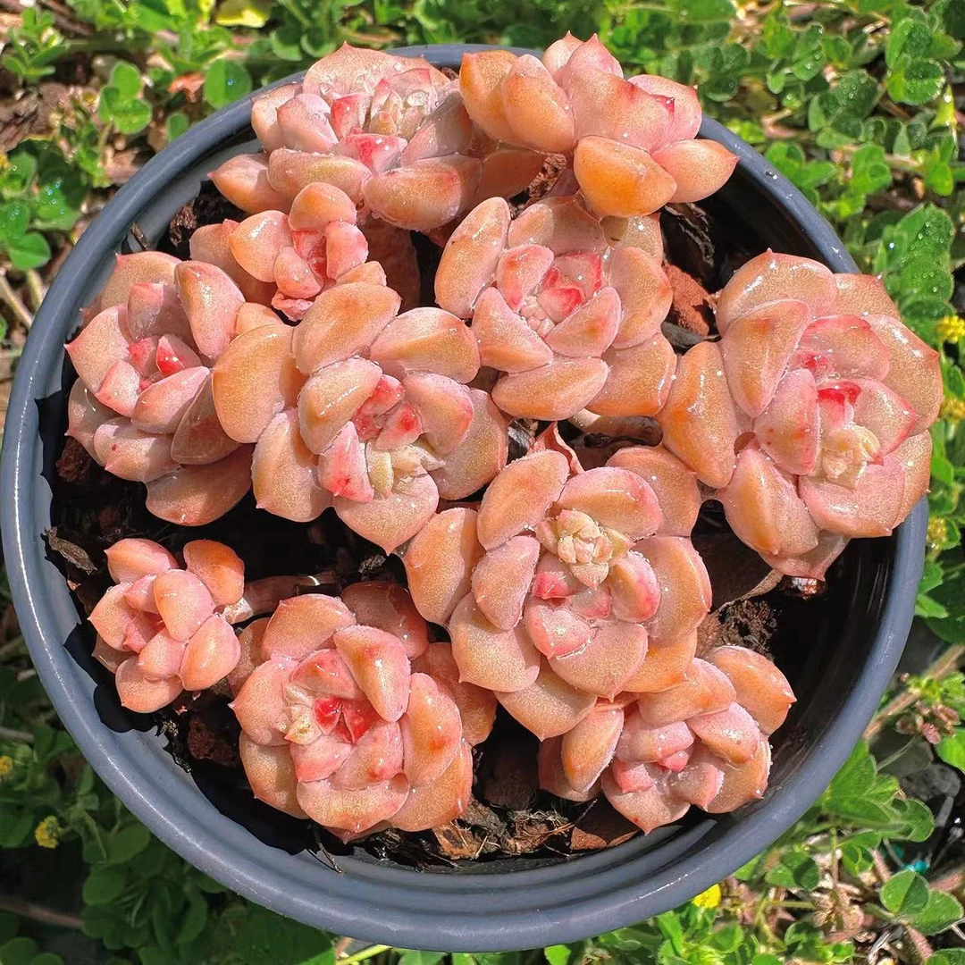 慢悠花房哆啦A梦精品多肉办公室阳台绿植园艺盆栽花卉庭院多肉