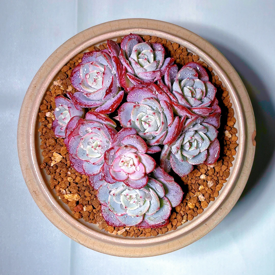 慢悠花房 奶油黄桃绿植园艺盆栽花卉庭院多肉