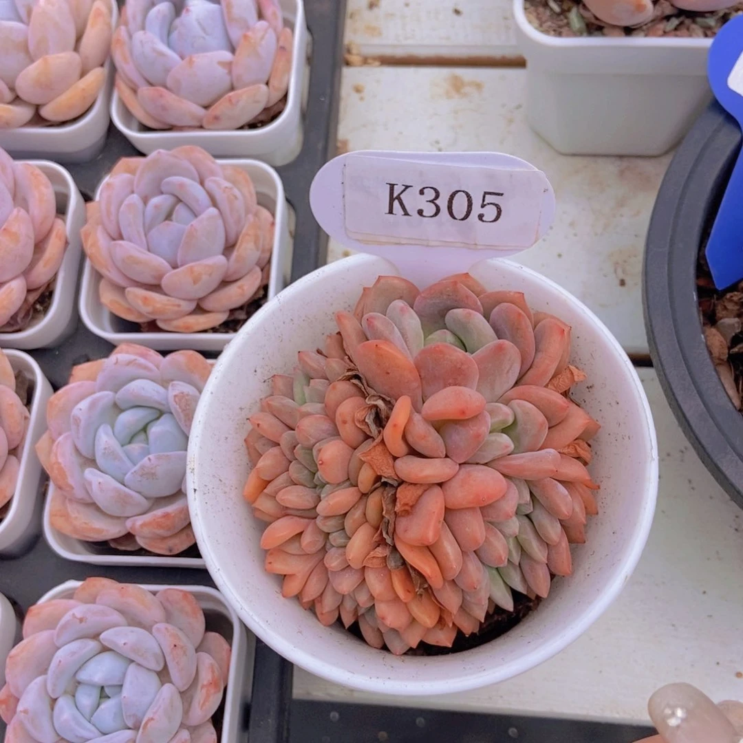 【闪购商品】K305_凌雪缀脱土带空盆