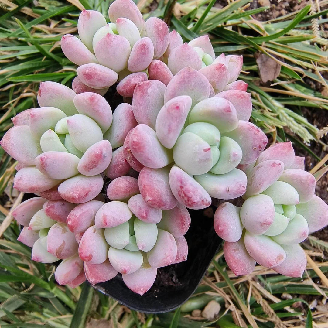 慢悠花房 小桃红 精品多肉绿植园艺盆栽花卉庭院多肉植物