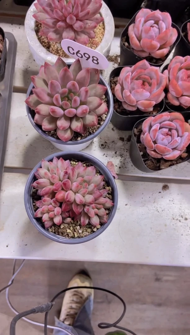 【闪购商品】C698-金鱼姬单头+四头脱土发打包两颗