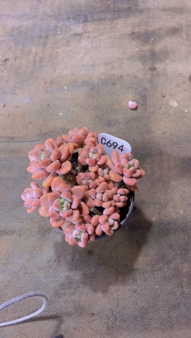 【闪购商品】C694-洛神大群生脱土发