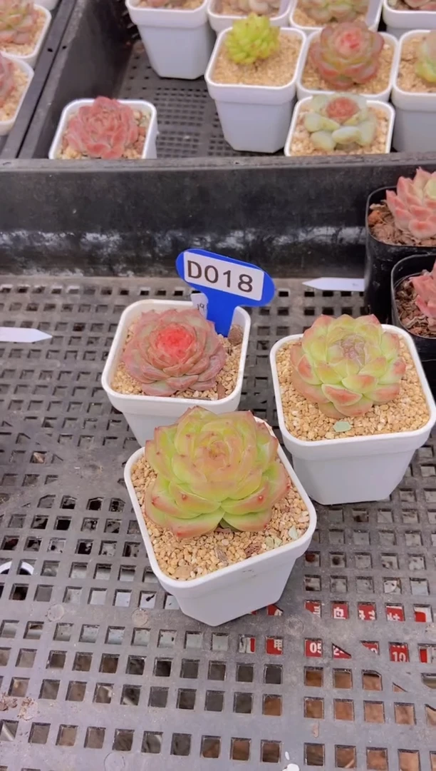 【闪购商品】D018-糖心打包三颗脱土发