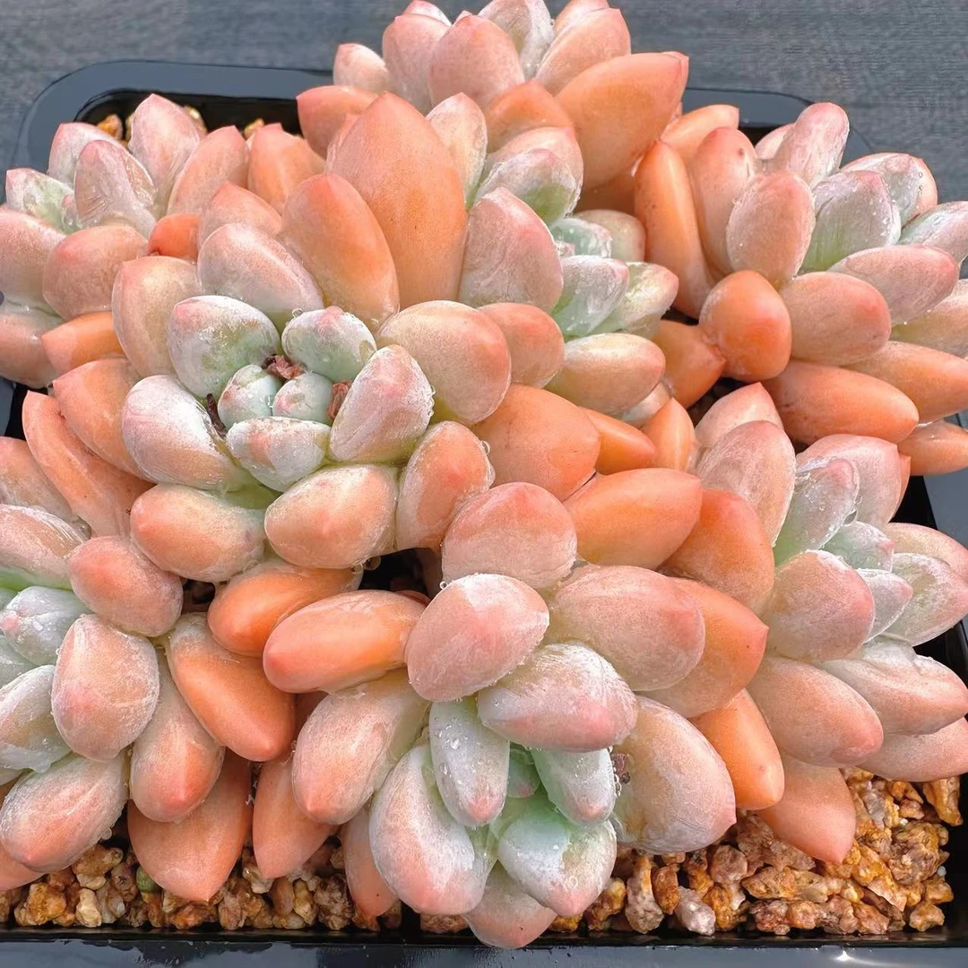 慢悠花房 香水 多肉绿植园艺盆栽花卉庭院多肉植物