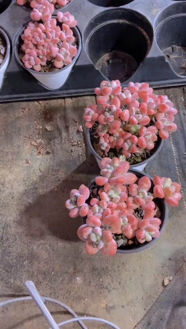 【闪购商品】C376-老桩红洛神大群生脱土发（量拍）