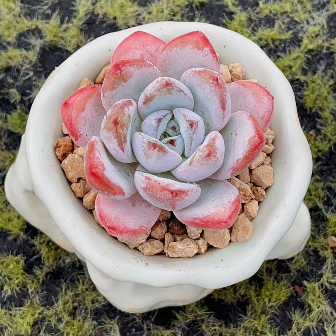 慢悠花房星星雪三头精品多肉办公室阳台绿植园艺花卉庭院多肉植物