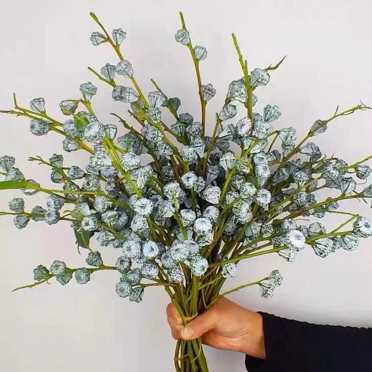 尤加利果大扎精品果基地新鲜发货懒人花束驱蚊虫应急花材