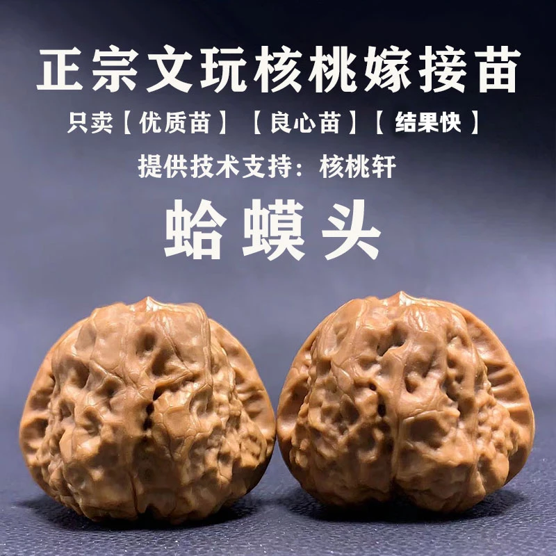 文玩核桃树苗正宗一级嫁接苗狮子头元宝蛤蟆头树苗当年结果裸根