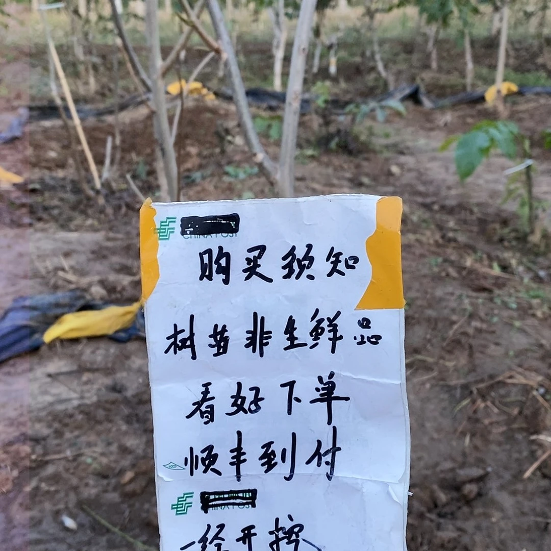 文玩核桃把件核*磨盘