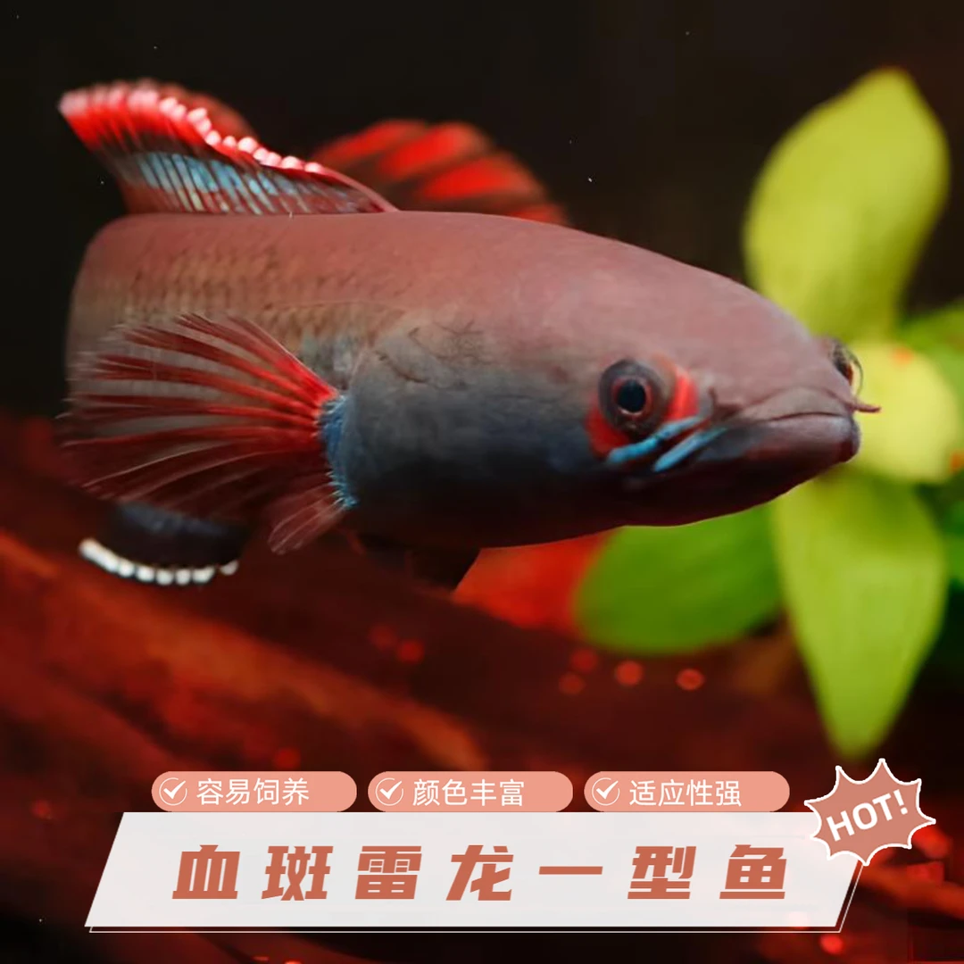 缅甸进口一型血斑黄金眼镜七彩幻红奶茶耐活热带观赏鱼活体鱼