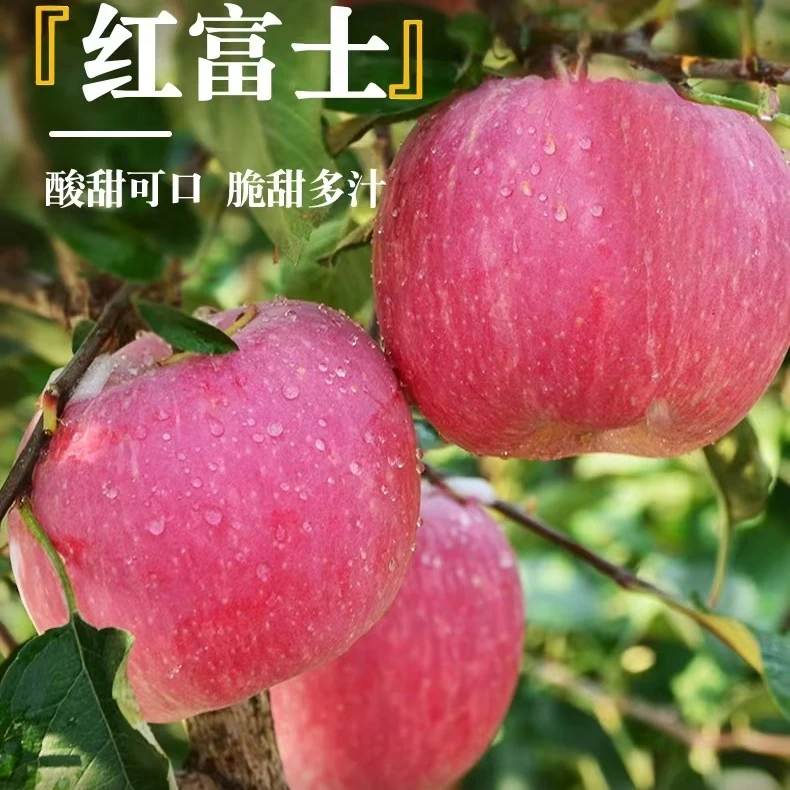 【礼盒装】农家烟台2023 红富士苹果香甜脆新鲜 苹果 冰糖心精品9枚