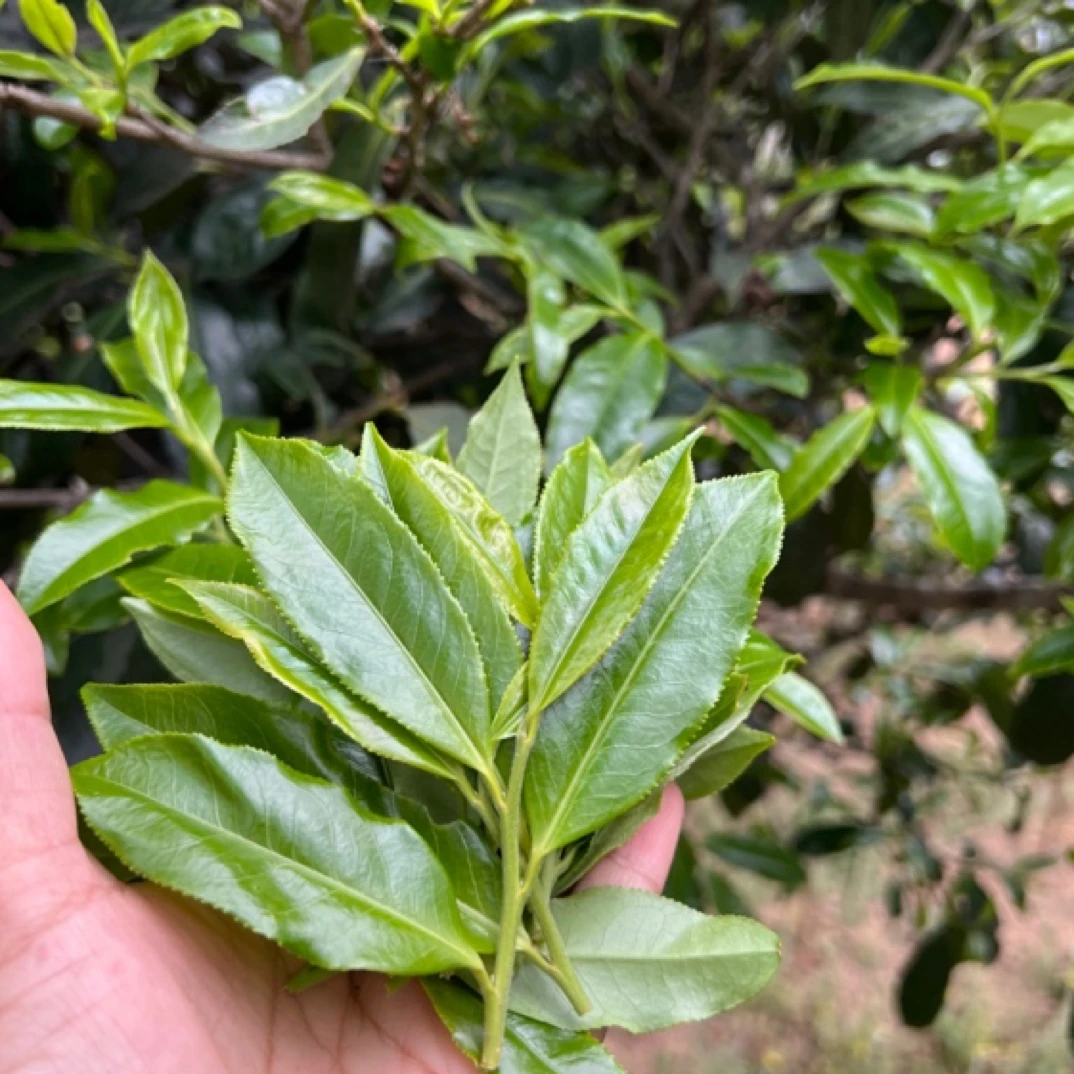 普洱茶迤仓古树山野气息特别 特别的花香回甘快且猛