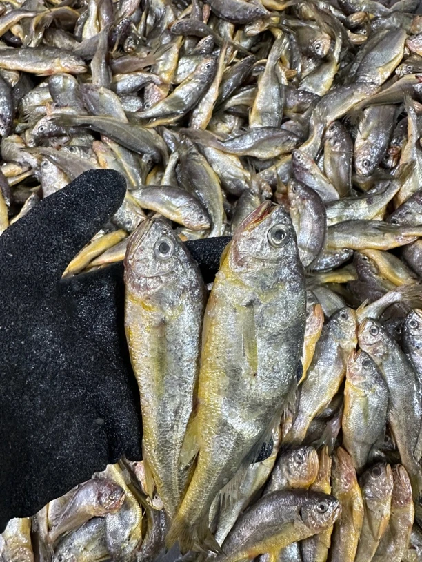 本地海捕野生小黄鱼 4斤 1斤9-10条