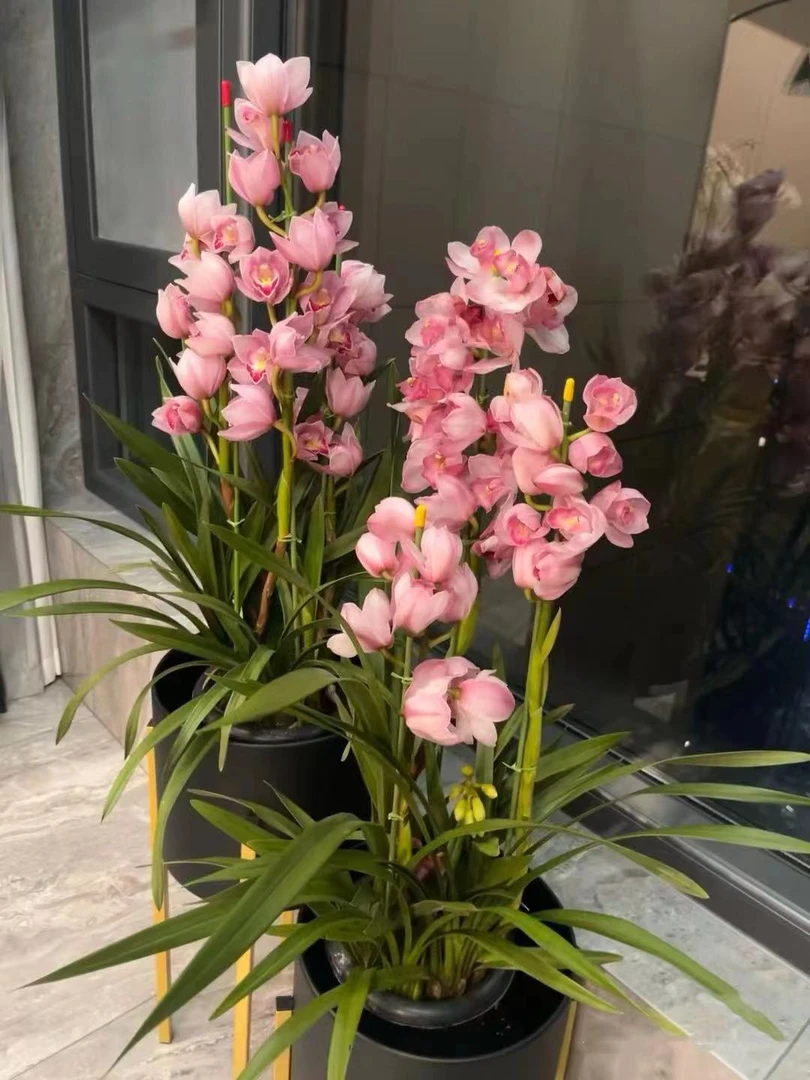 【福娘】大花惠兰年宵花带花剑 高品质花期时期长适合室内养殖
