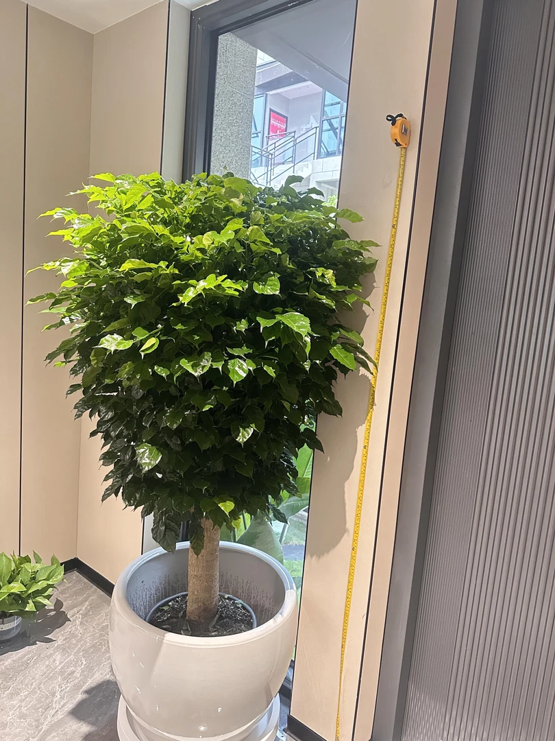 （网红绿植）单杆老桩棒棒糖绿宝幸福树适合客厅庭院阳台吸甲醛绿植