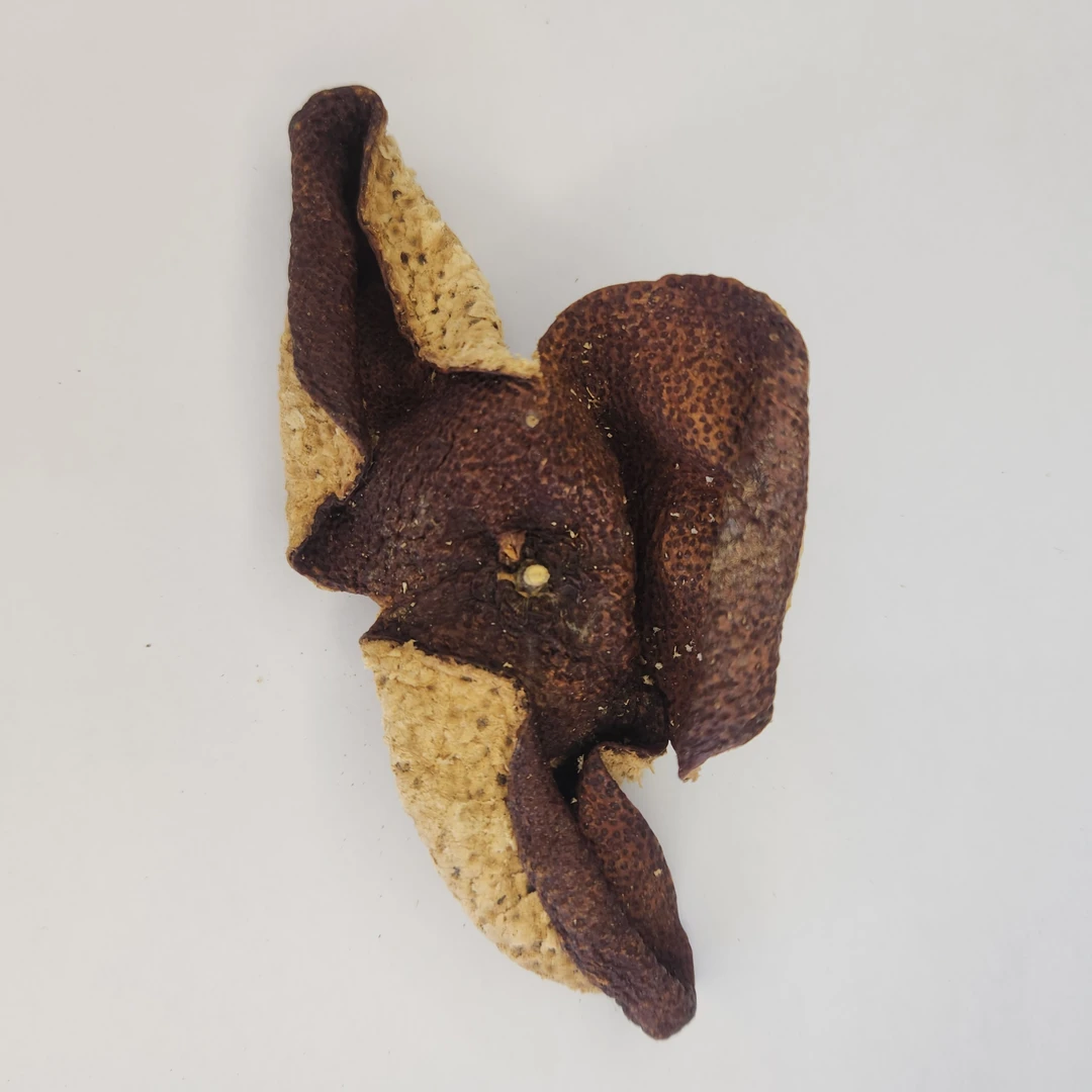 柑源匯2022年梅江大红皮新会陈皮花蜜香罐装