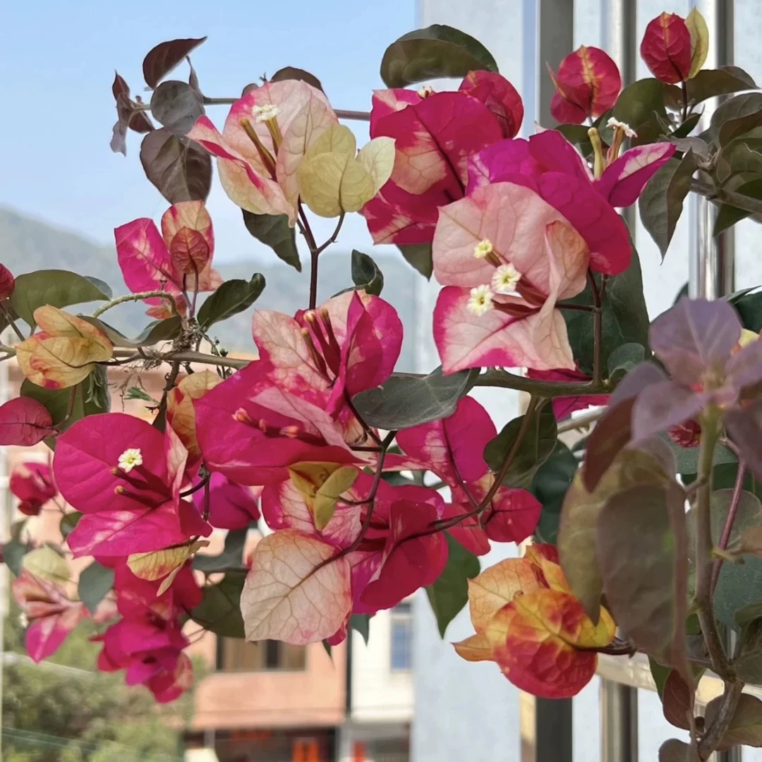 印度画报#勤花爬藤垂钓三角梅