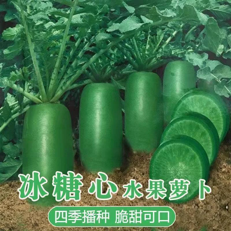 沙窝水果萝卜种子生吃脆甜农家蔬菜种孑四季播种阳盆栽绿萝卜种籽