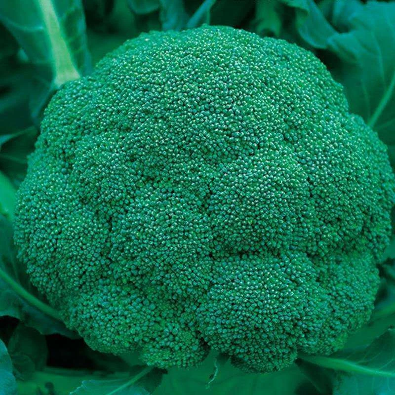 四季播蔬菜种子绿霸王西兰花种子花青花椰菜种子大面积种植花菜籽